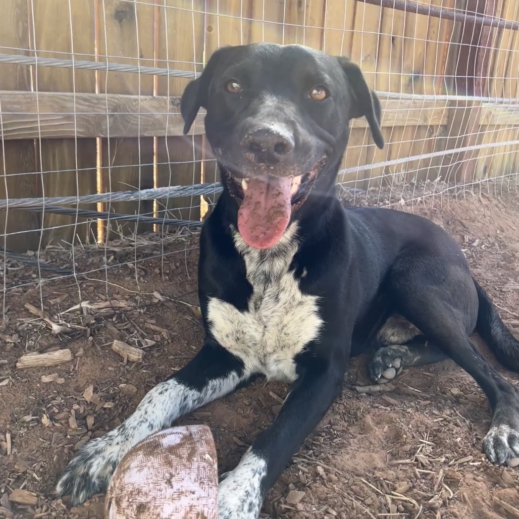 Juicebox, an adoptable Mixed Breed in Moab, UT, 84532 | Photo Image 4