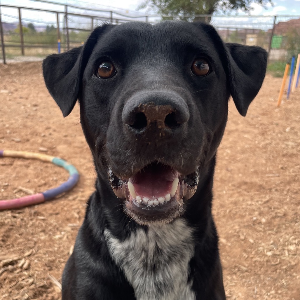 Juicebox, an adoptable Mixed Breed in Moab, UT, 84532 | Photo Image 5