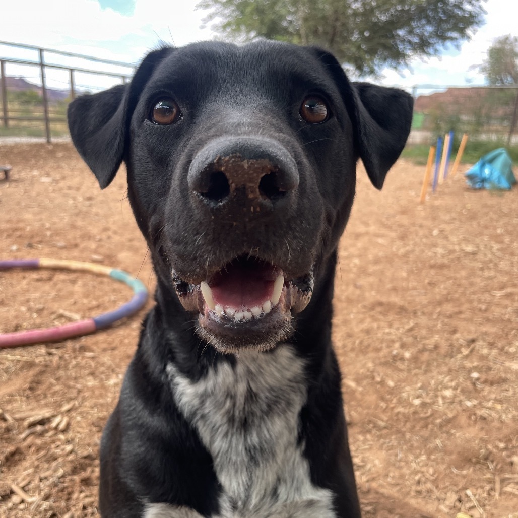 Juicebox, an adoptable Mixed Breed in Moab, UT, 84532 | Photo Image 6