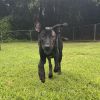 Harvey