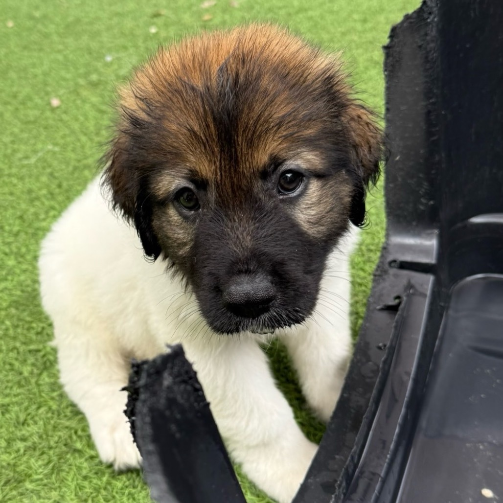 Pup 3 Firework