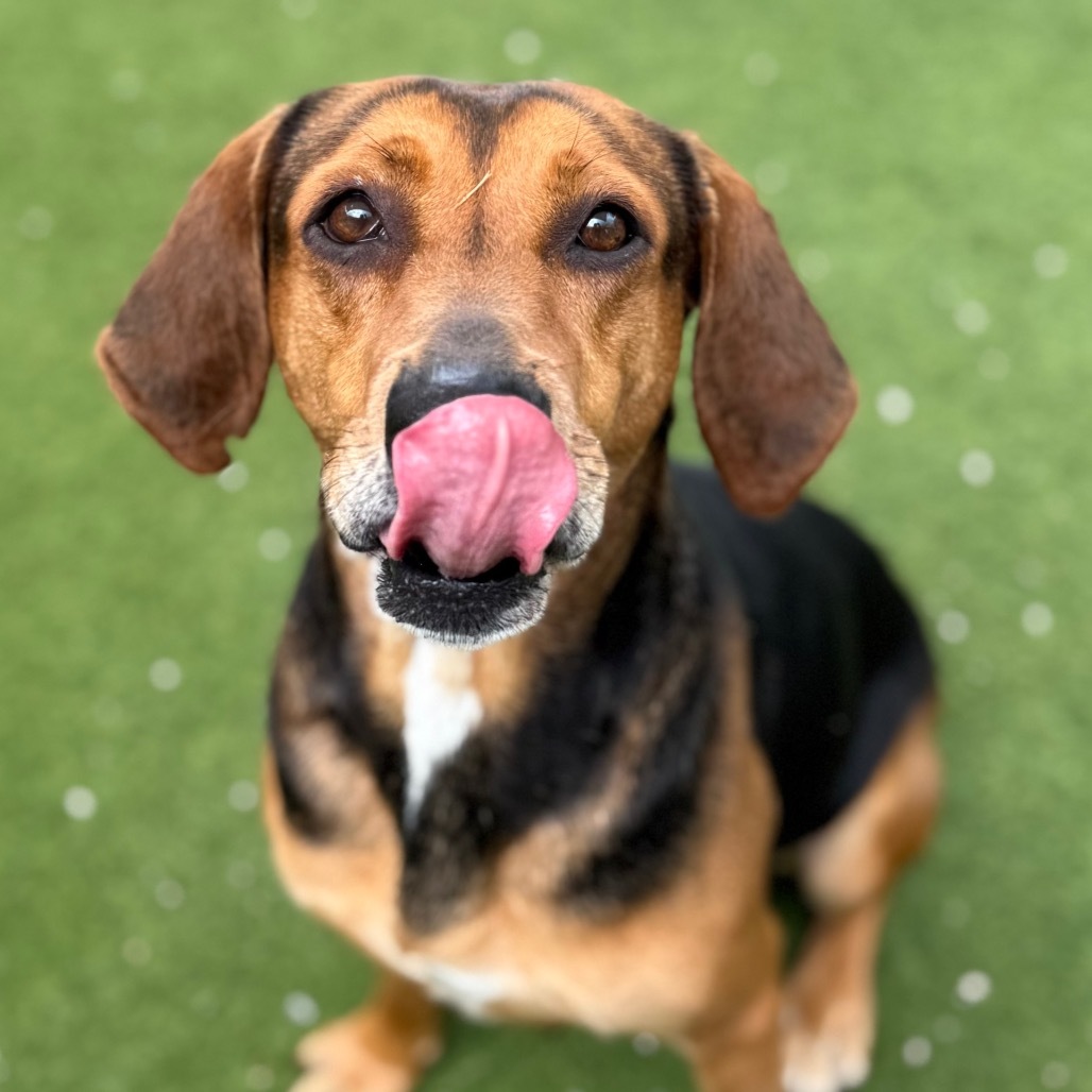 Pepper