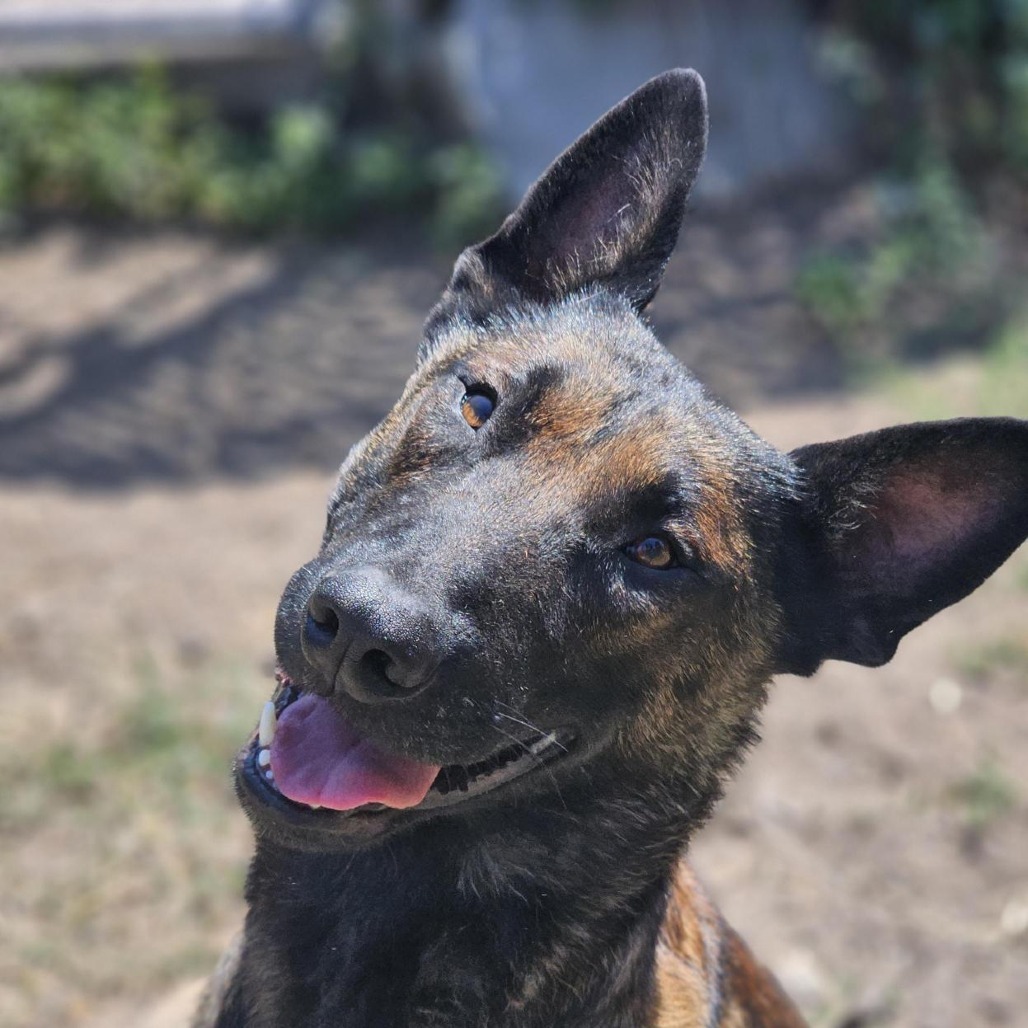 Duke, an adoptable Belgian Shepherd / Malinois in Mount Shasta, CA, 96067 | Photo Image 1
