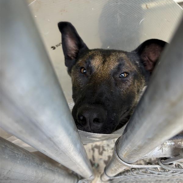 Duke, an adoptable Belgian Shepherd / Malinois in Mount Shasta, CA, 96067 | Photo Image 2