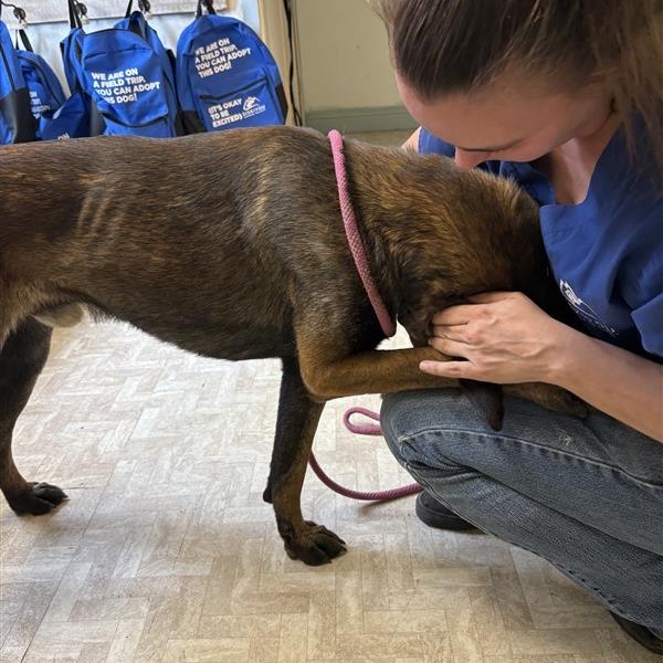 Duke, an adoptable Belgian Shepherd / Malinois in Mount Shasta, CA, 96067 | Photo Image 3