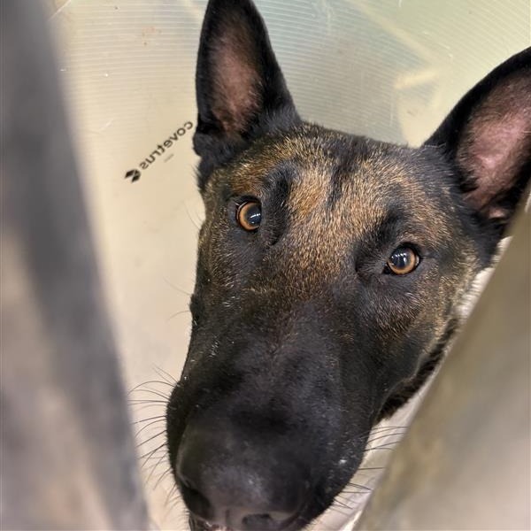 Duke, an adoptable Belgian Shepherd / Malinois in Mount Shasta, CA, 96067 | Photo Image 4