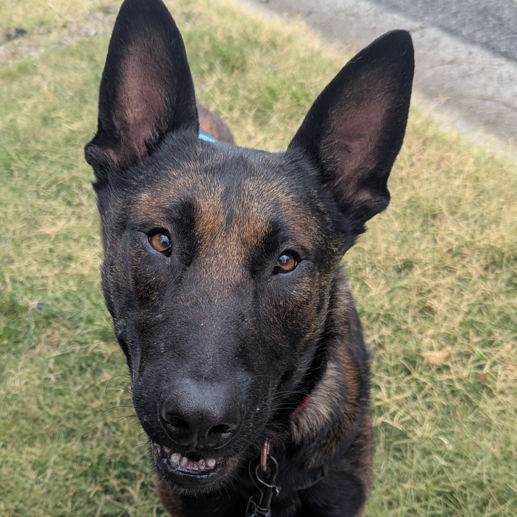 Duke, an adoptable Belgian Shepherd / Malinois in Mount Shasta, CA, 96067 | Photo Image 5