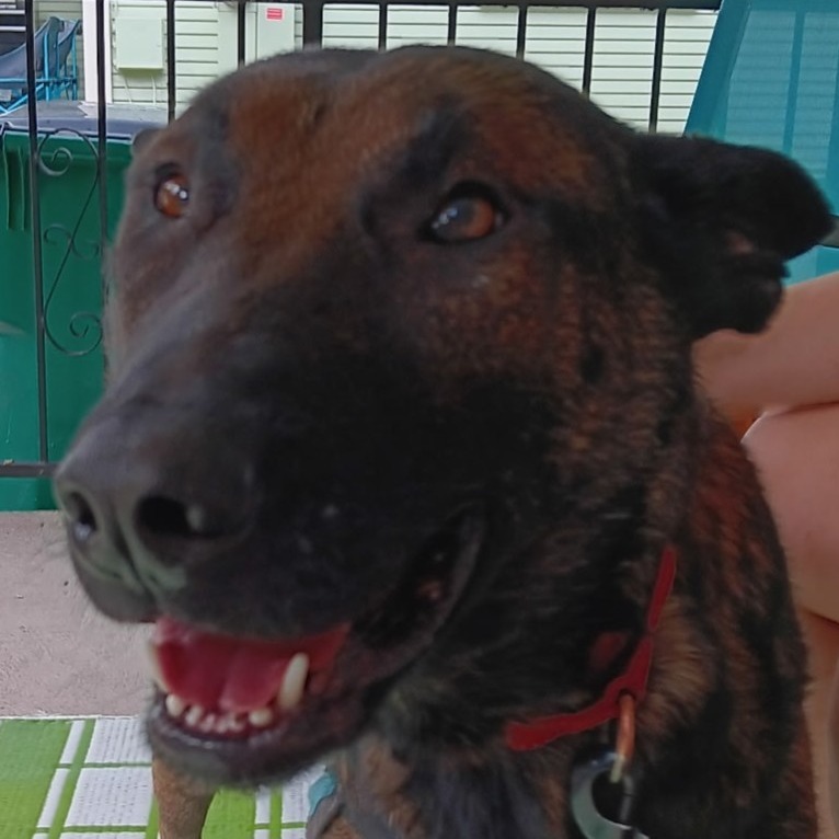 Duke, an adoptable Belgian Shepherd / Malinois in Mount Shasta, CA, 96067 | Photo Image 6