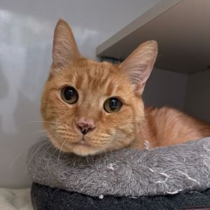 Mufasa Domestic Short Hair Cat