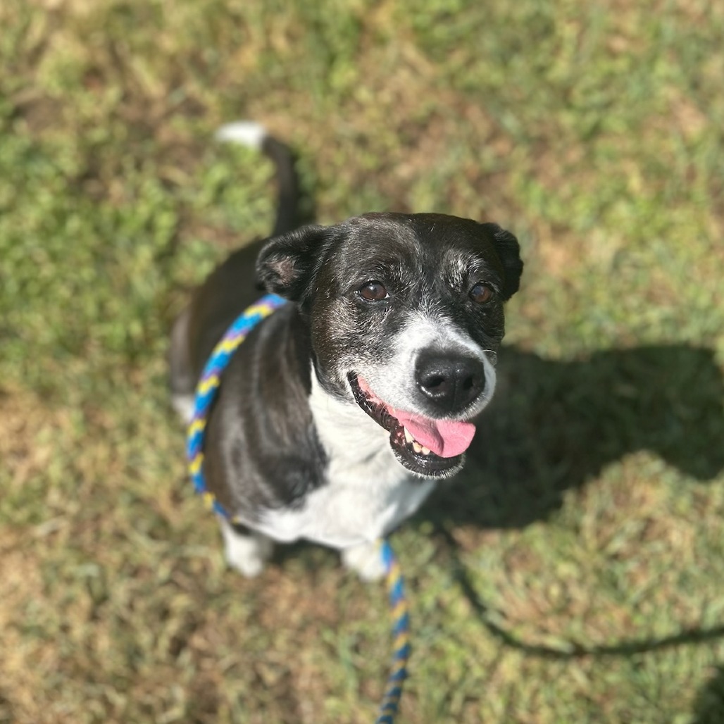 Daisy
