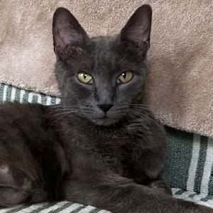 Sapphire, Young Female unknown