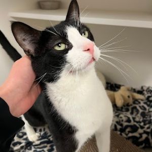 Jonesy, Adult Male unknown