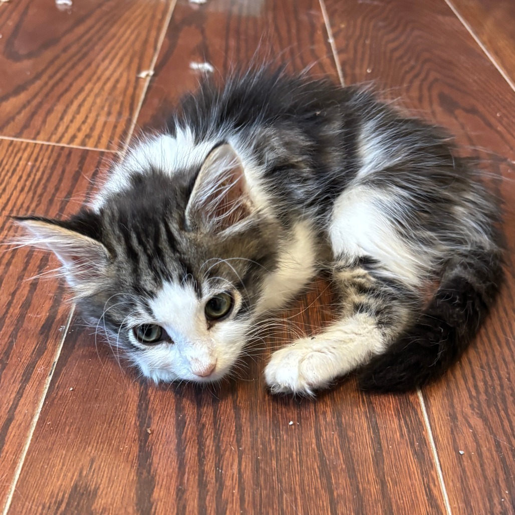 Jazzpurr
