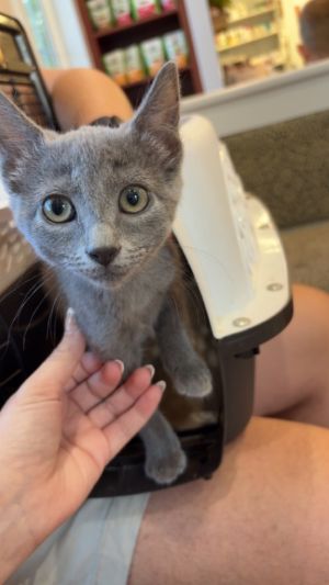 This sweet girl may have had a tough start to her life but youd never guess it by her playful