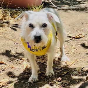 Angel Mixed Breed Dog