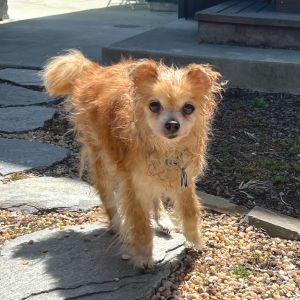 Vixi is a tiny 10-lb senior with a soft soul and a surprising spark At 18 years old shes looking