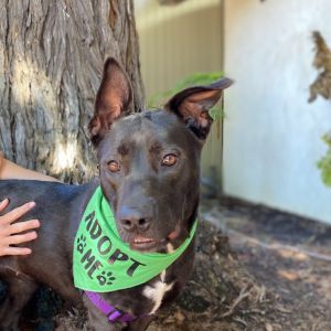 Looking for a just add water dog Seeka may be the one This over-sized lap-dog is friendly to all