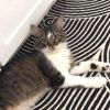 Mooshu photo 1