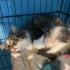 Mooshu photo 3