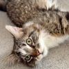 Mooshu photo 4