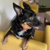 Dottie photo 3