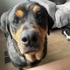 Courtesy Post- Mavis (bonded pair to Hades) photo 7