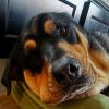 Courtesy Post- Hades (bonded pair to Mavis) photo 4