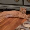 Clementine photo 4