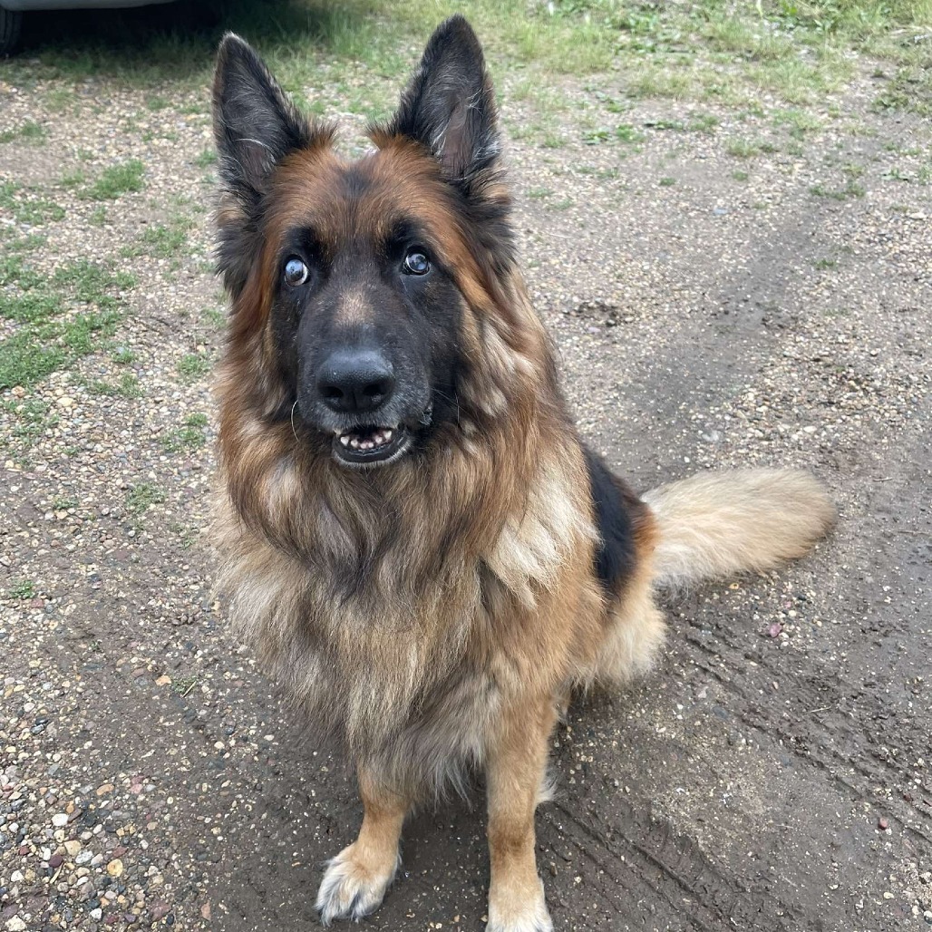 Loki