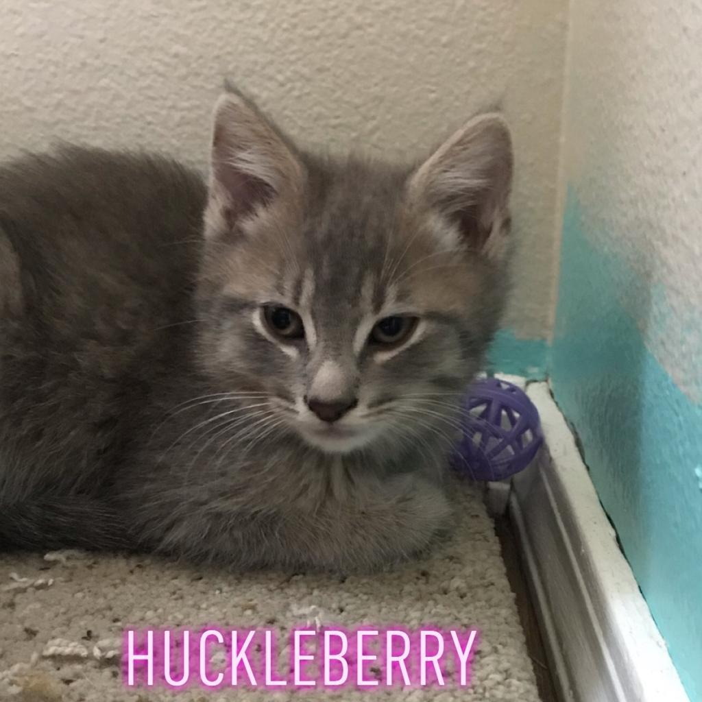 Huckleberry, an adoptable Domestic Medium Hair in Nampa, ID, 83686 | Photo Image 1