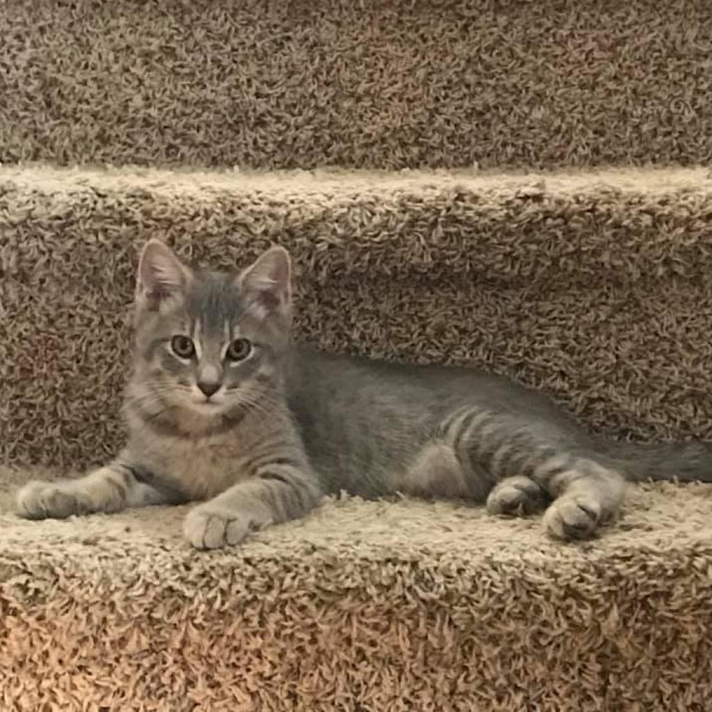 Huckleberry, an adoptable Domestic Medium Hair in Nampa, ID, 83686 | Photo Image 2