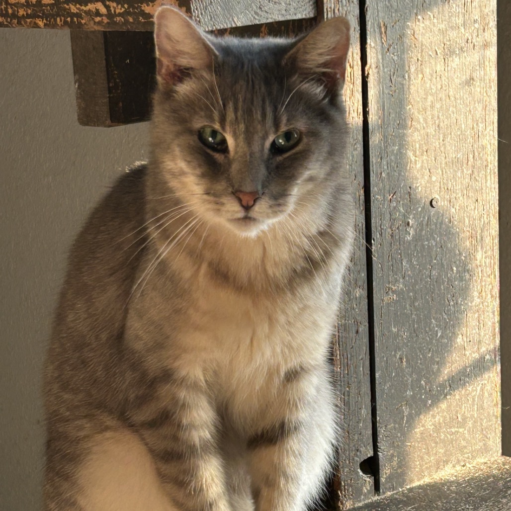 Huckleberry, an adoptable Domestic Medium Hair in Nampa, ID, 83686 | Photo Image 3