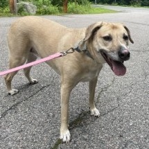 Willow, Senior Female unknown