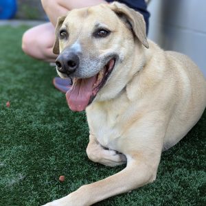 Willow, Senior Female unknown