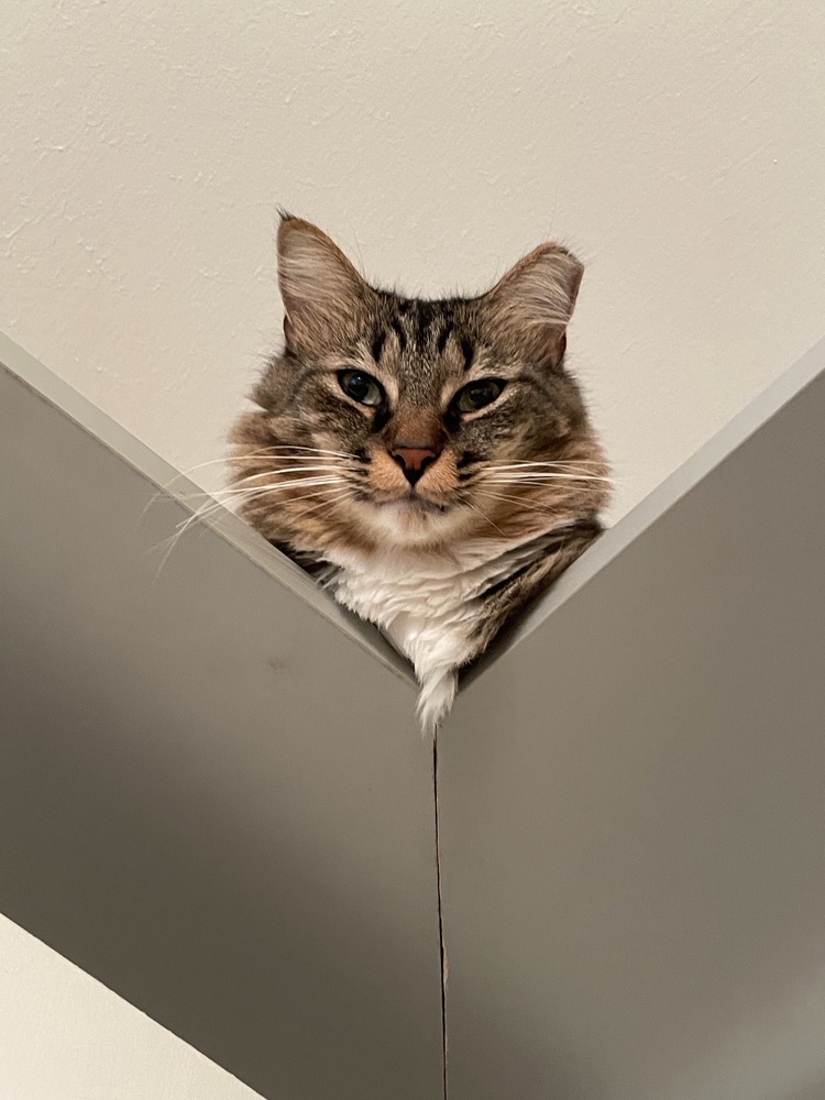 Wallie