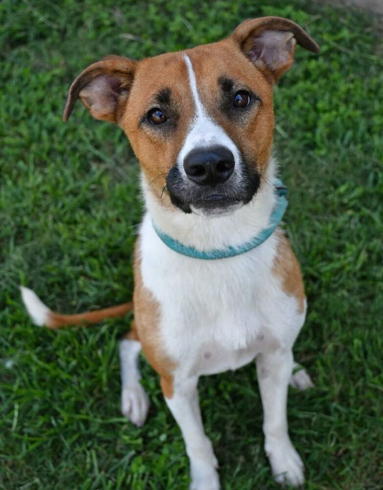 Muffin #BAC-A-138611, an adoptable Terrier in Rothesay, NB, E2S 1A6 | Photo Image 1