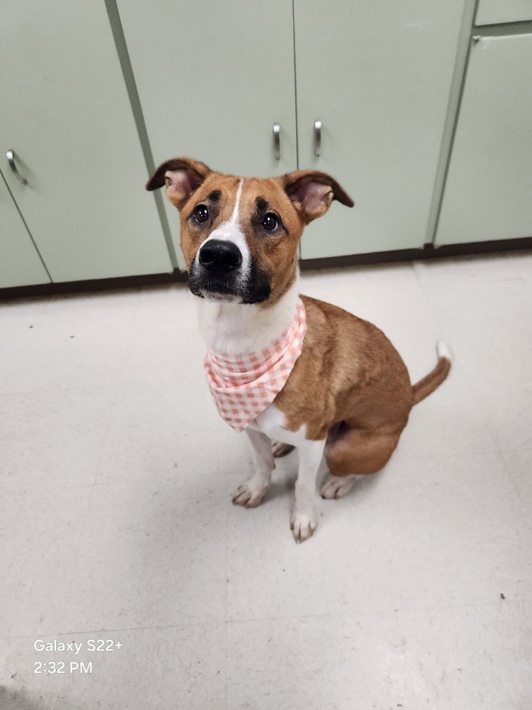 Muffin #BAC-A-138611, an adoptable Terrier in Rothesay, NB, E2S 1A6 | Photo Image 4