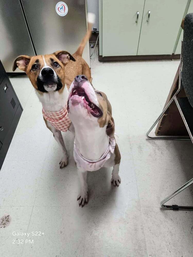 Muffin #BAC-A-138611, an adoptable Terrier in Rothesay, NB, E2S 1A6 | Photo Image 6