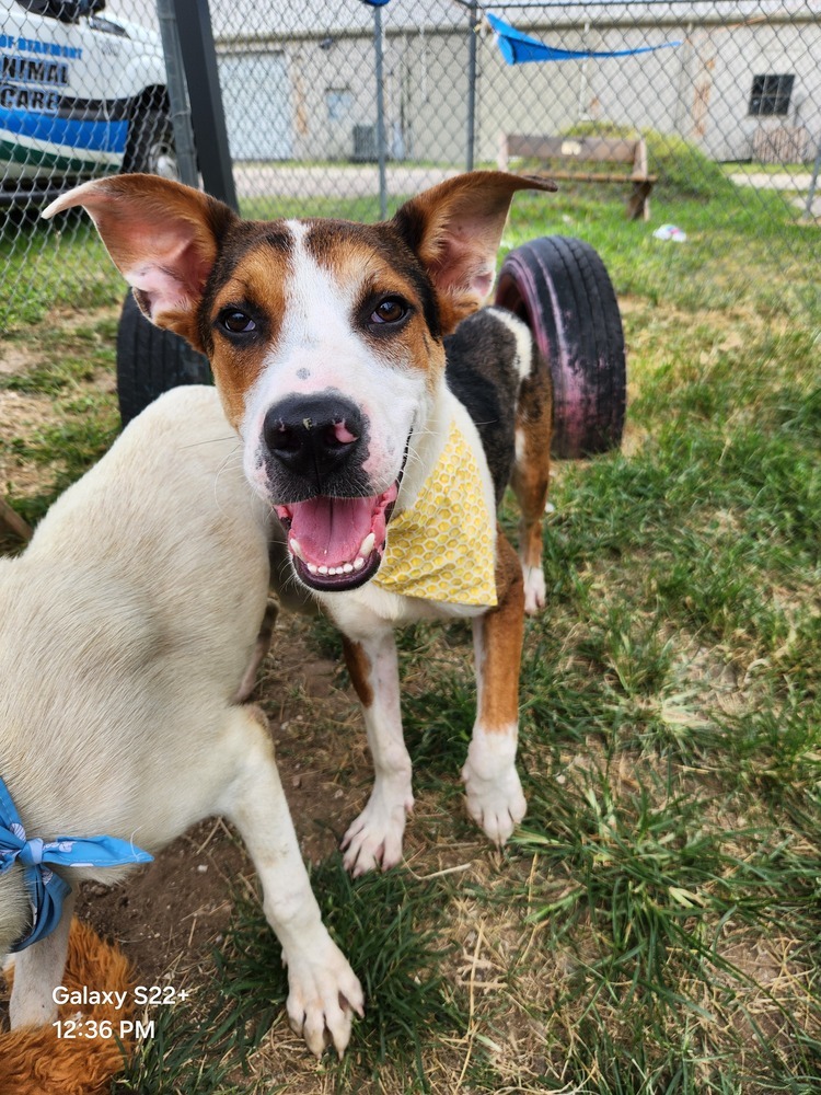 Denzel #BAC-A-138526, an adoptable Beagle, Black Mouth Cur in Halifax, NS, B3J 3A5 | Photo Image 2