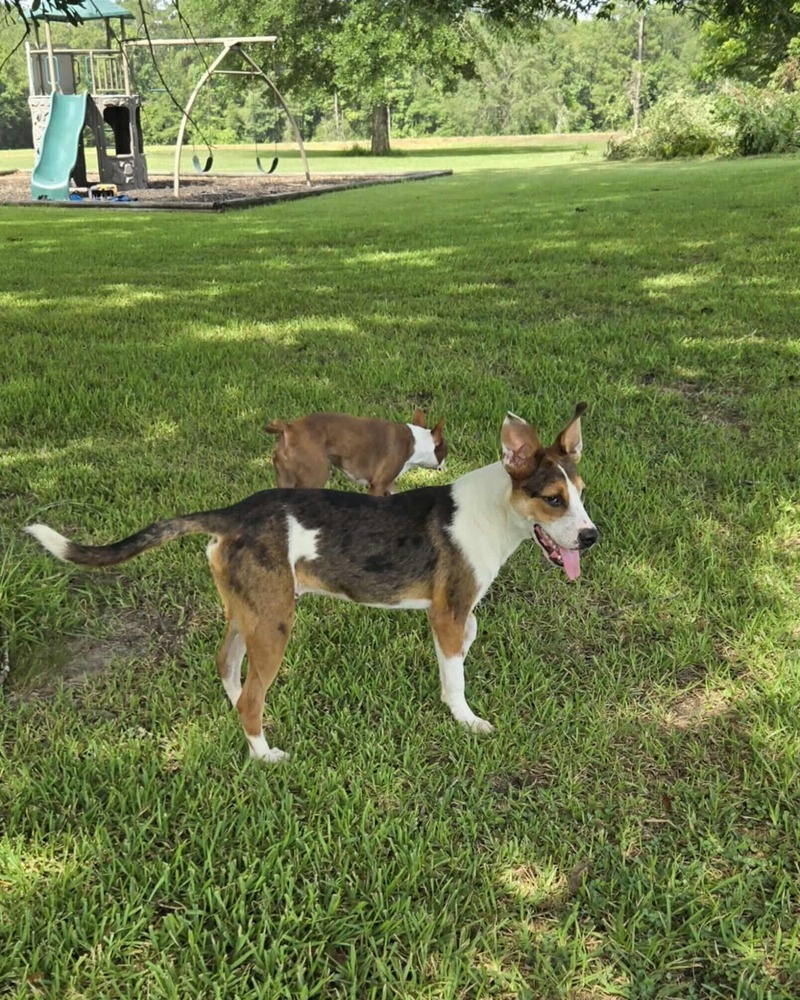 Denzel #BAC-A-138526, an adoptable Beagle, Black Mouth Cur in Halifax, NS, B3J 3A5 | Photo Image 4