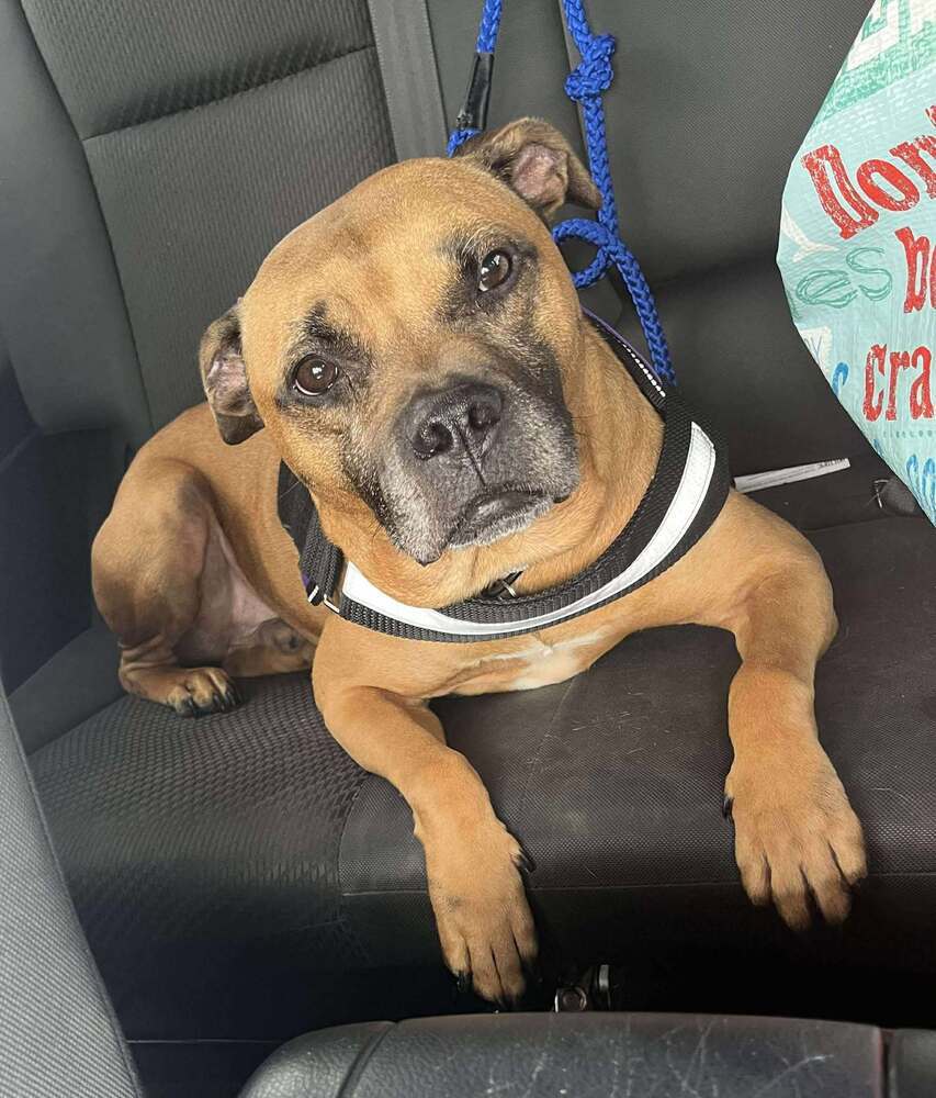 Bruce, an adoptable Boxer in Halifax, NS, B3J 3A5 | Photo Image 1