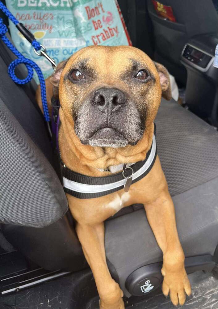 Bruce, an adoptable Boxer in Halifax, NS, B3J 3A5 | Photo Image 2