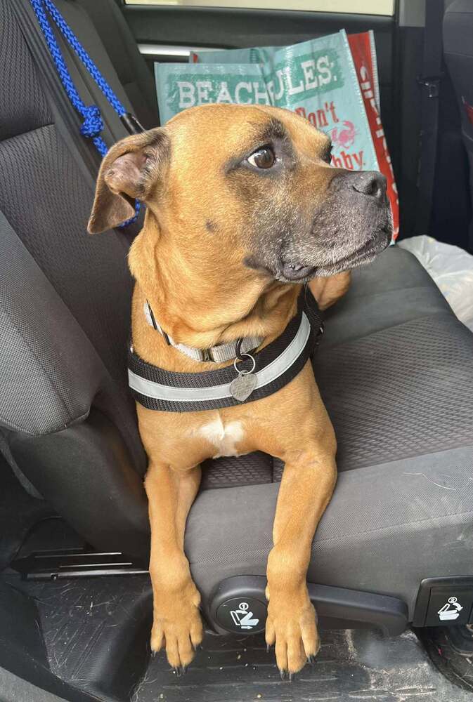 Bruce, an adoptable Boxer in Halifax, NS, B3J 3A5 | Photo Image 3