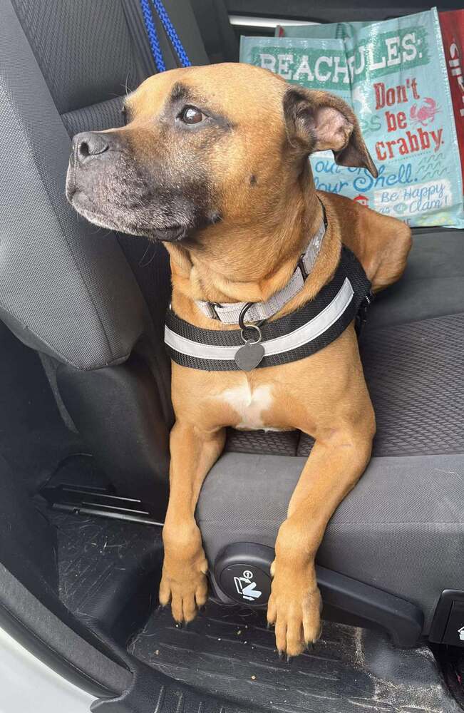 Bruce, an adoptable Boxer in Halifax, NS, B3J 3A5 | Photo Image 4