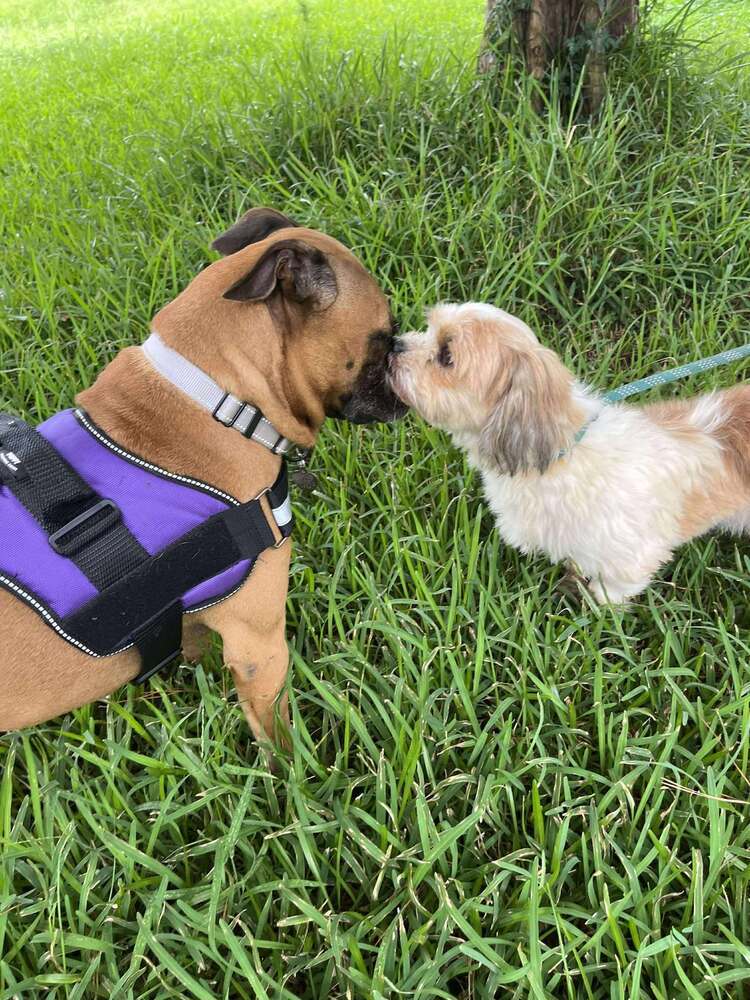 Bruce, an adoptable Boxer in Halifax, NS, B3J 3A5 | Photo Image 5