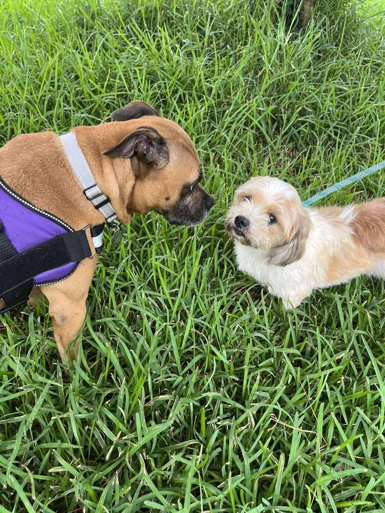 Bruce, an adoptable Boxer in Halifax, NS, B3J 3A5 | Photo Image 6
