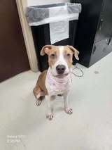 Shasta #BAC-A-138464, an adoptable Pit Bull Terrier in Dartmouth, NS, B3A 3L4 | Photo Image 1