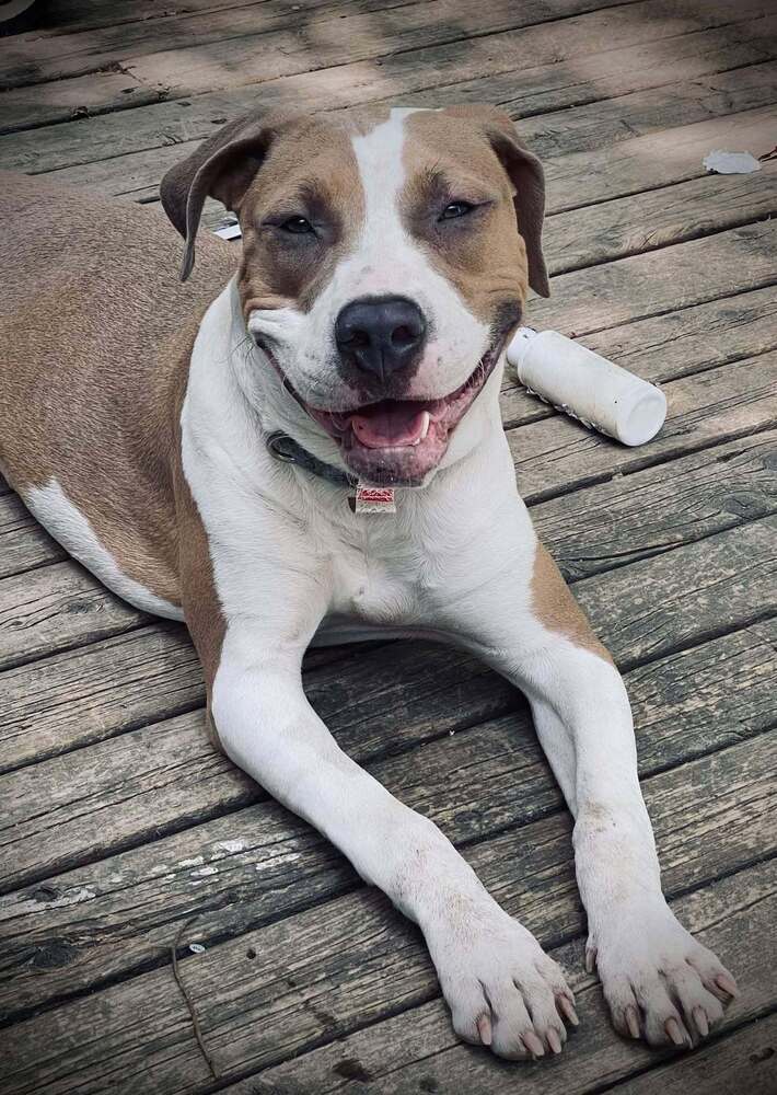 Shasta #BAC-A-138464, an adoptable Pit Bull Terrier in Dartmouth, NS, B3A 3L4 | Photo Image 1