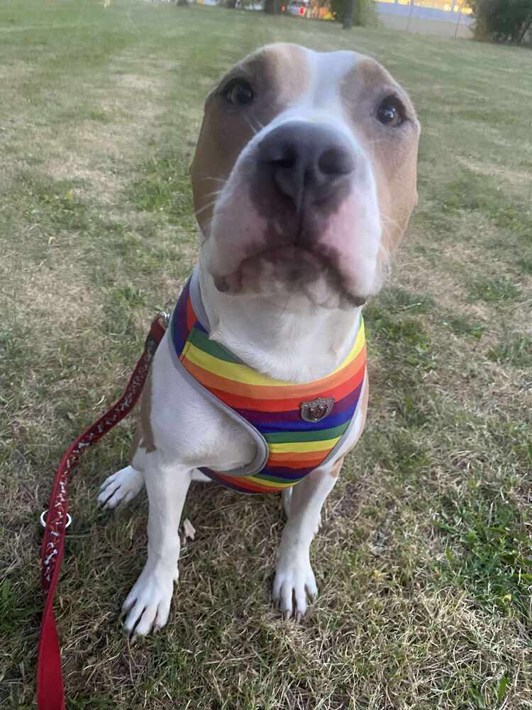 Shasta #BAC-A-138464, an adoptable Pit Bull Terrier in Dartmouth, NS, B3A 3L4 | Photo Image 2