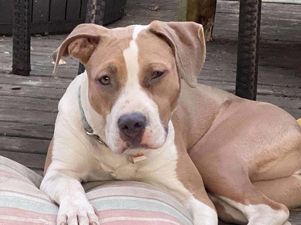 Shasta #BAC-A-138464, an adoptable Pit Bull Terrier in Dartmouth, NS, B3A 3L4 | Photo Image 3